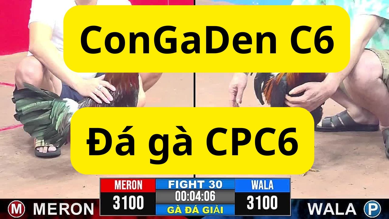 ConGaDen C6 - Đá Gà CPC6