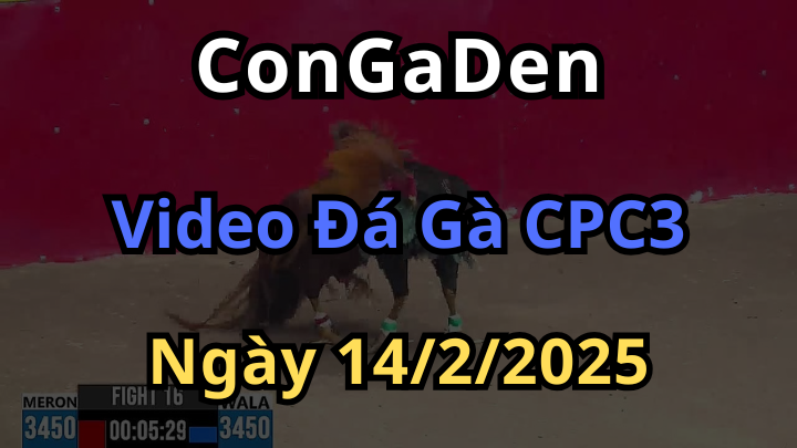 Clip Đá Gà CPC3 Hay Nhất 14/2/2025