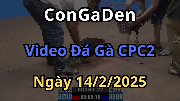 Đá Gà Phát Lại CPC2 Ngày 14/2/2025