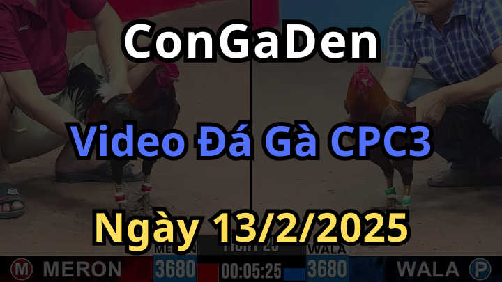 Video Đá Gà CPC3 Hôm Nay 13/2/2025