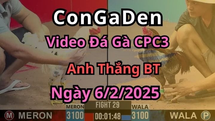 Tổng Hợp Video của Thắng BT Đá Gà CPC3 Ngày 06/02/2025