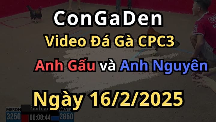 Anh Nguyên Chấp 4 Chấm Đá Gà Nhập Tan Nát CPC3 ngày 16/2/2025