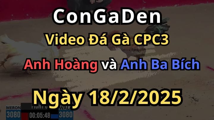 Anh Ba Bích Bị Anh Hoàng Chặt Heo CPC3 18/2/2025