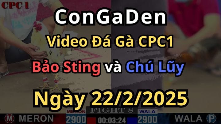 Bảo Sting Đá Bay Anh Em bồ CPC1 22/2/2025