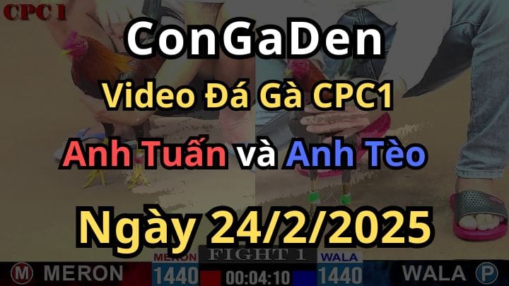 Gà Xanh Đi 3 Bước Ngã Ra Lụm Luôn CPC1 24/2/2025