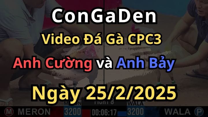 Xanh Đâm Đỏ Tắt Thở Đá Gà CPC3 Ngày 25/2/2025