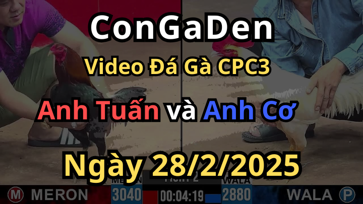 Úa Thái Toàn Đá Ngực Đỏ Ngã Ngựa CPC3 28/2/2025