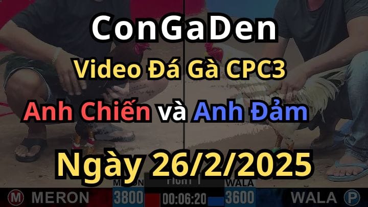 Gà anh Chiến Lụm Nhẹ Cái Giò Gà Xanh CPC3 ngày 26/2/2025