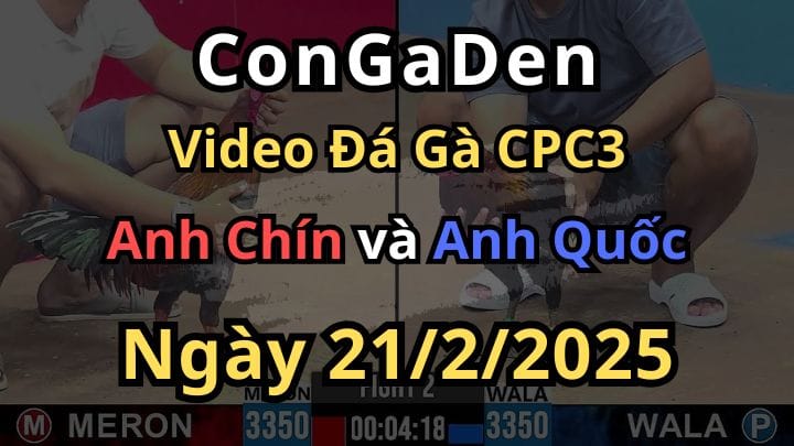 Gà Việt Đá Gà Nhập Vào Chợ Rẫy CPC3 21/2/2025