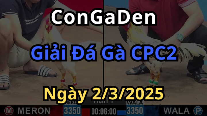 Đại hội võ lâm 4 con gà tự do C2 ngày 2/3/2025