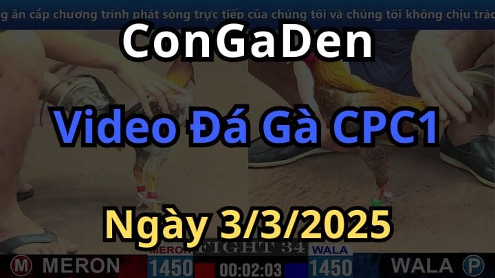 Video đá gà thomo cpc1 hôm nay ngày 3/3/2025