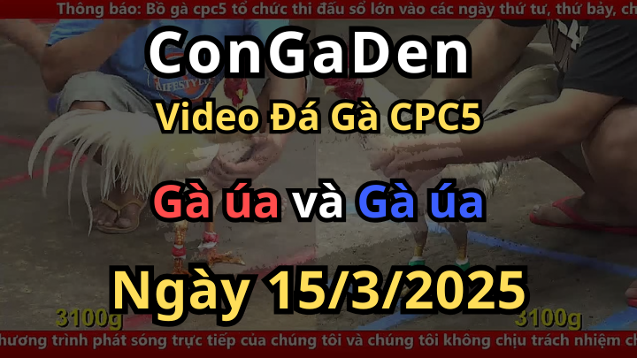 Đồng Cân Mà Bị Vả Như Bố Vả Con CPC5 15/3/2025