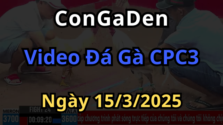 Video đá gà trực tuyến cpc3 ngày 15/3/2025 cực hay