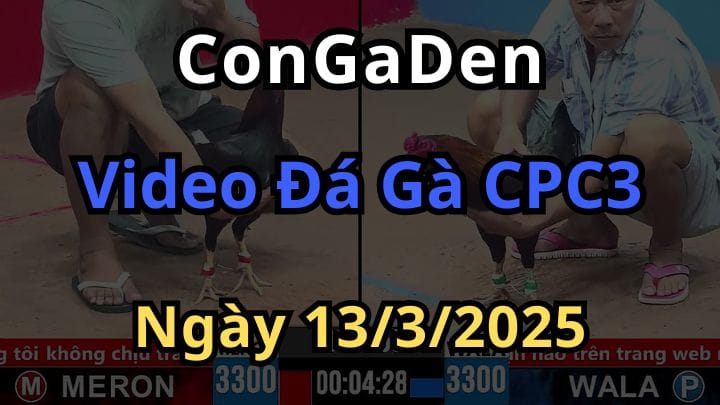 Xem lại đá gà cpc3 tổng hợp mới nhất ngày 13/3/2025