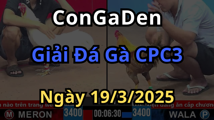 Đại Hội Giải Đá Gà CPC3 Ngày 19/3/2025 Cực Khủng