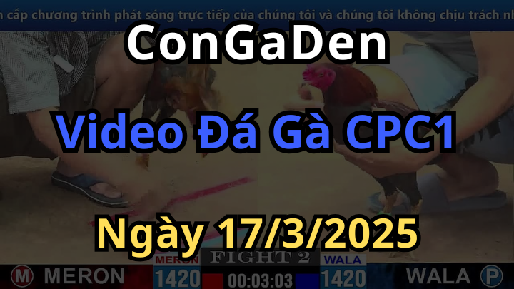 Video đá gà cpc1 thomo ngày 17/3/2025