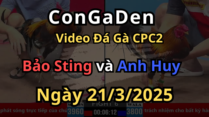 Bảo Sting làm quả đá hầu lụm lúa CPC2 21/3/2025