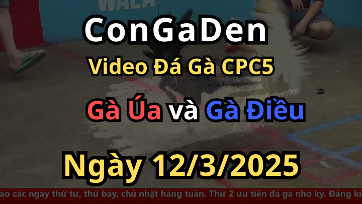 Trận gà như phim kiếm hiệp Bồ CPC5 ngày 12/3/2025