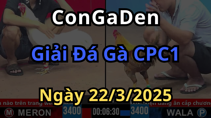 Giải Đấu 4 con gà ở CPC1 Ngày 22/3/2025 quy tụ nhiều Sư kê