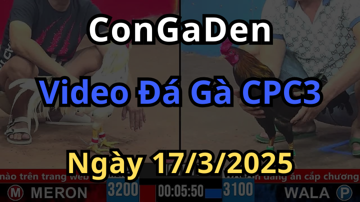 Tổng hợp video đá gà cpc3 ngày 17/3/2025 cực hay