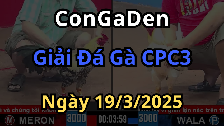 Video Giải đá gà  cpc3 ngày 19/3/2025 hay nhất