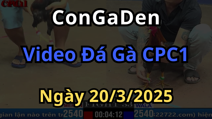 Xem đá gà cpc1 thomo ngày 20/3/2025 siêu nét có Bối Bối