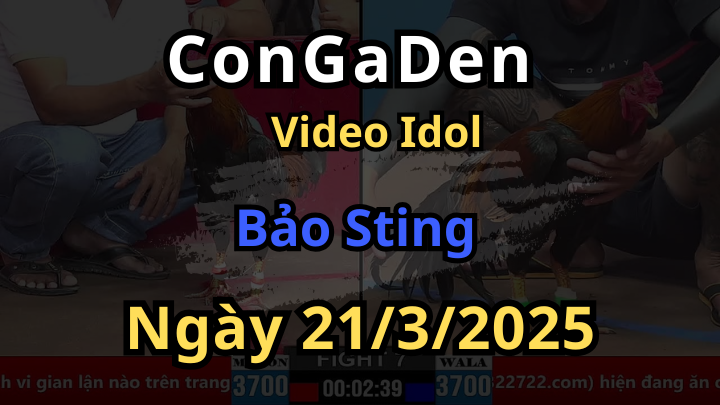 Video đá gà của Bảo Sting tại cpc2 hôm nay ngày 21/3/2025