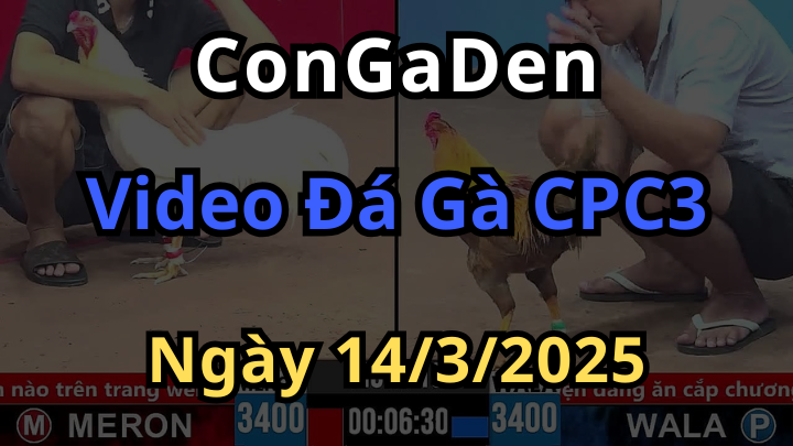 Video đá gà trực tuyến cpc3 ngày 14/3/2025