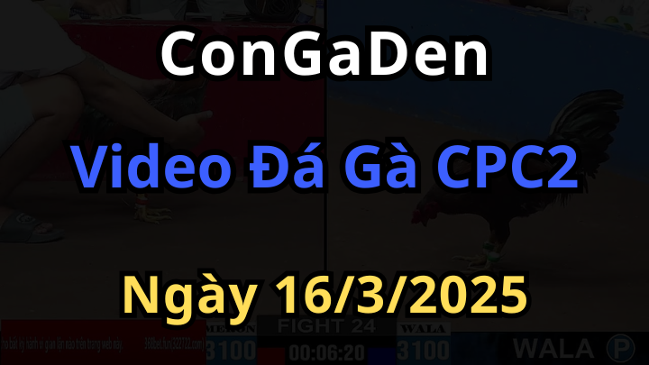 Xem lại đá gà cpc2 thomo ngày 16/3/2025