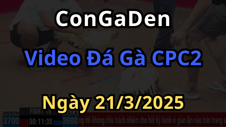 Clip đá gà thomo cpc2 hôm nay ngày 21/3/2025