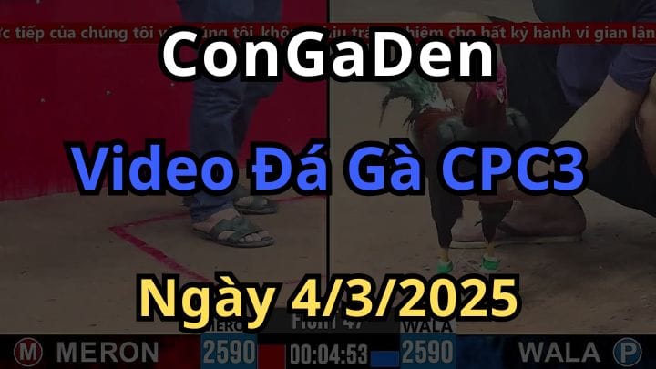 Video đá gà cpc3 trực tiếp hôm nay Ngày 4/3/2025