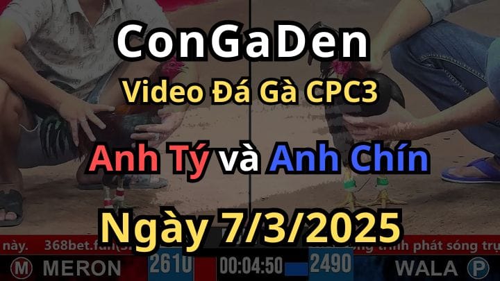 Trận Gà Gây Tranh Cãi Tại C3 Hôm Nay 7/3/2025